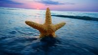 pic for Happy Sea Star At Sunset 